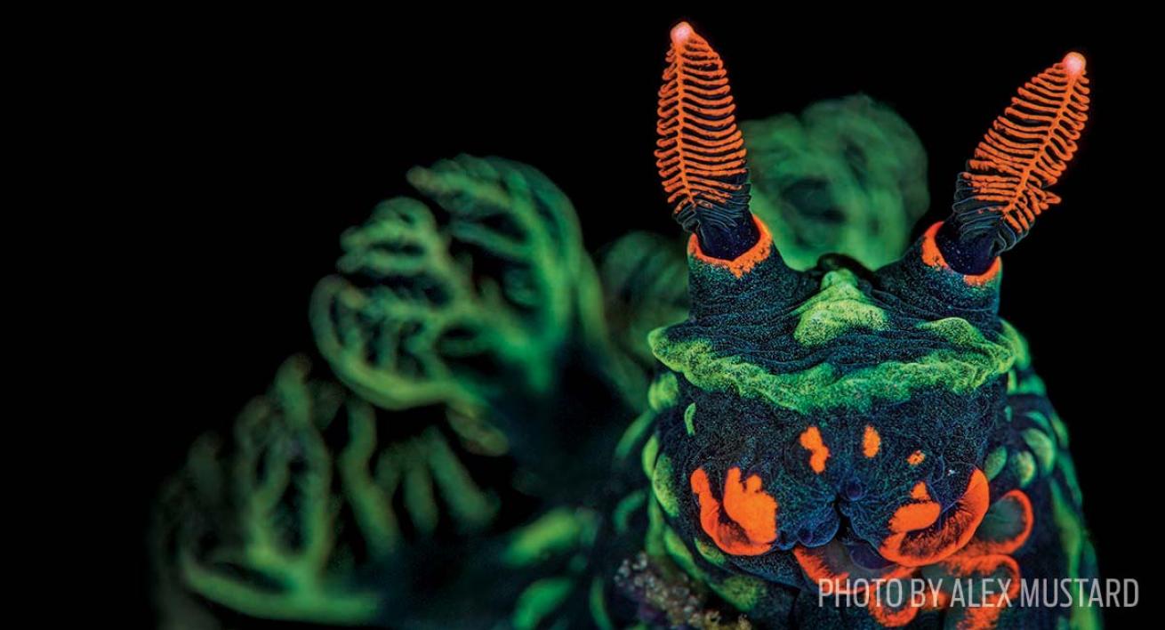 Nudibranch Lembeh Strait Indonesia