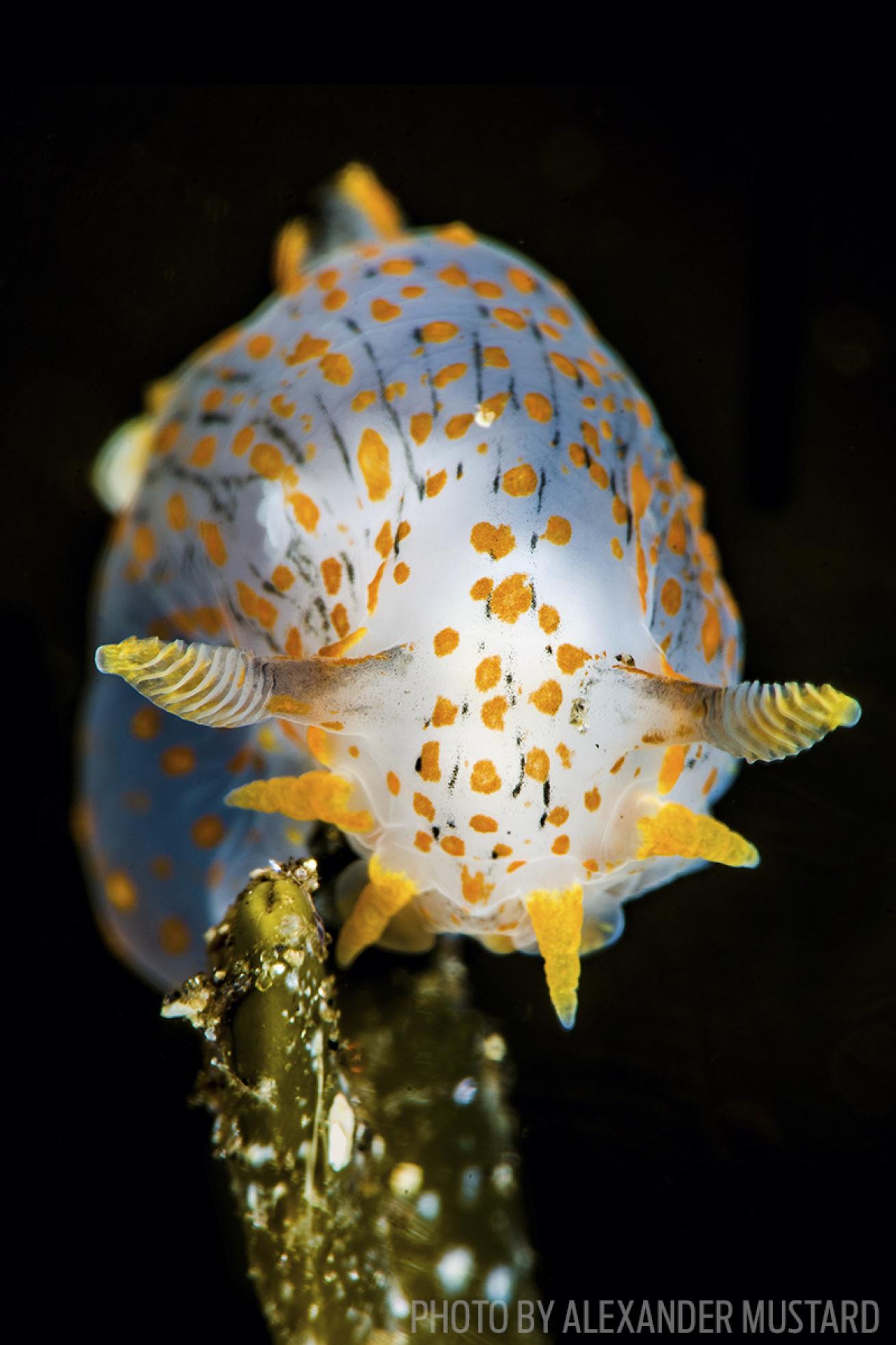 Nudibranch Norway macro photography