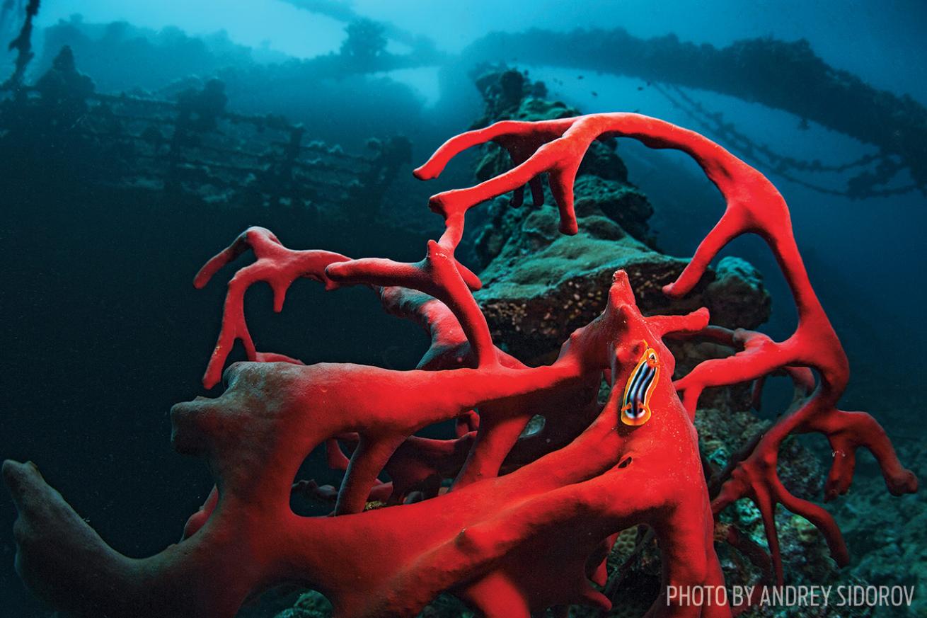nudibranch umbria shipwreck