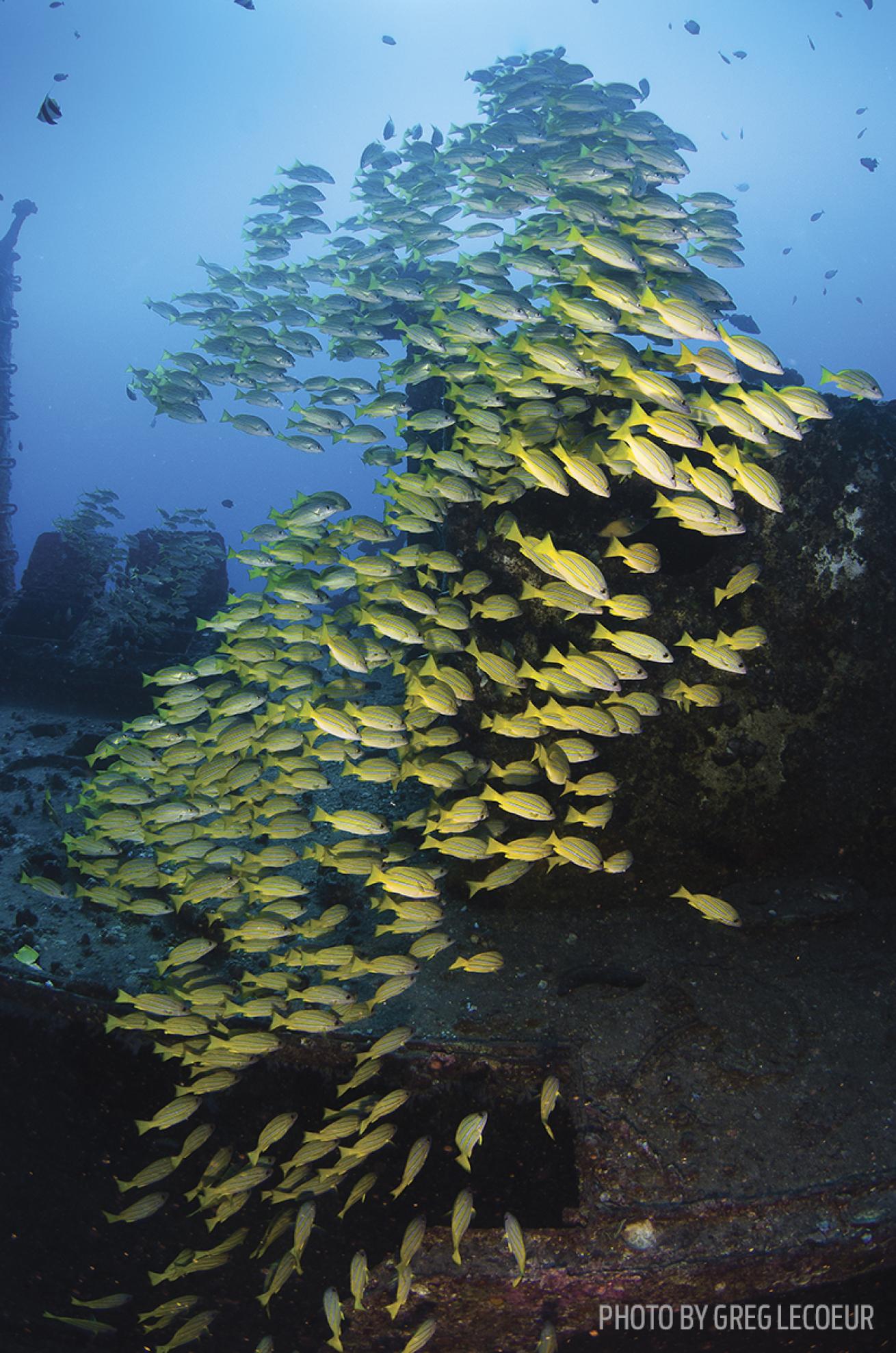 scuba diving oahu