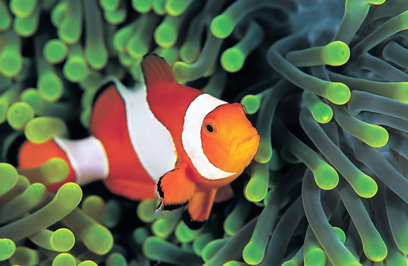 clownfish or anemonefish