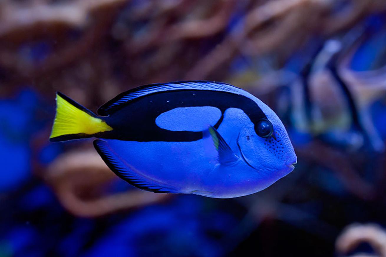 blue tang