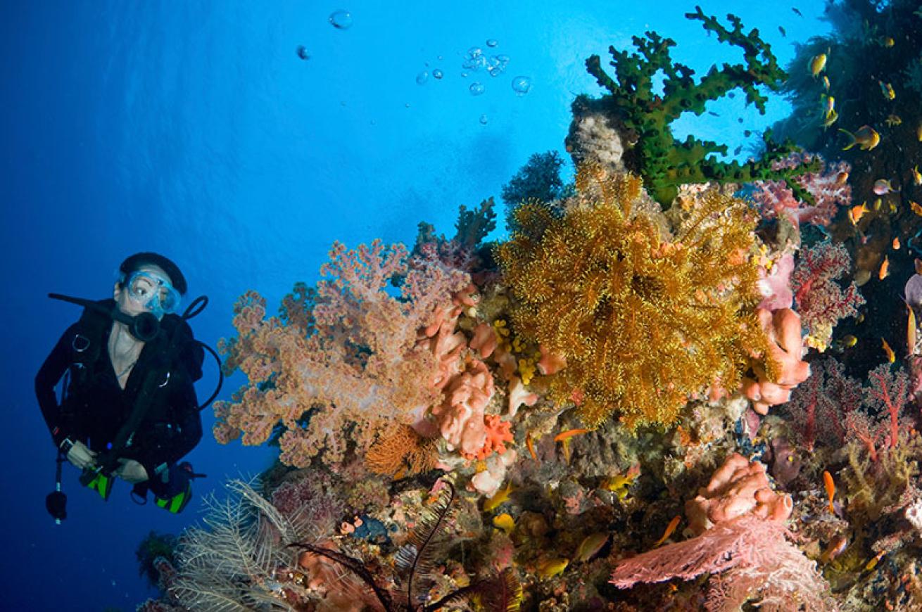 coral reef