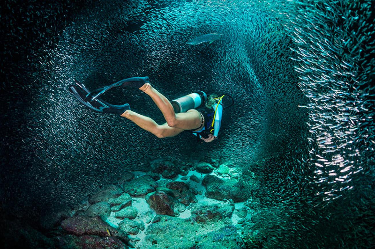 scuba diver and baitball