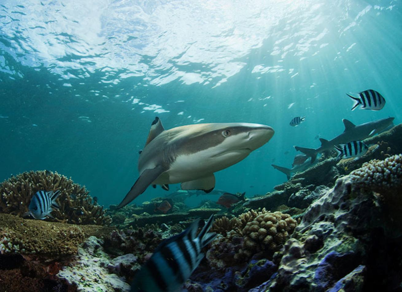 blacktip reef shark