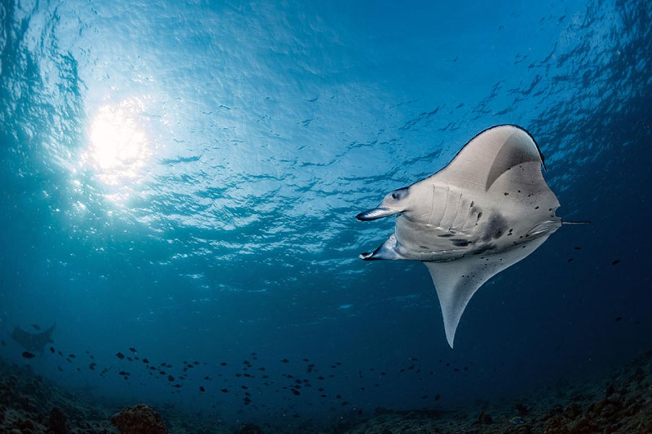 manta ray