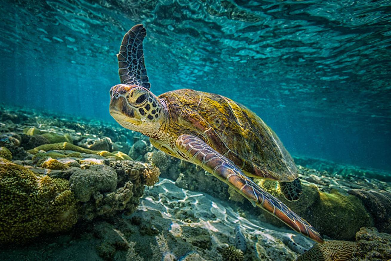 green sea turtle