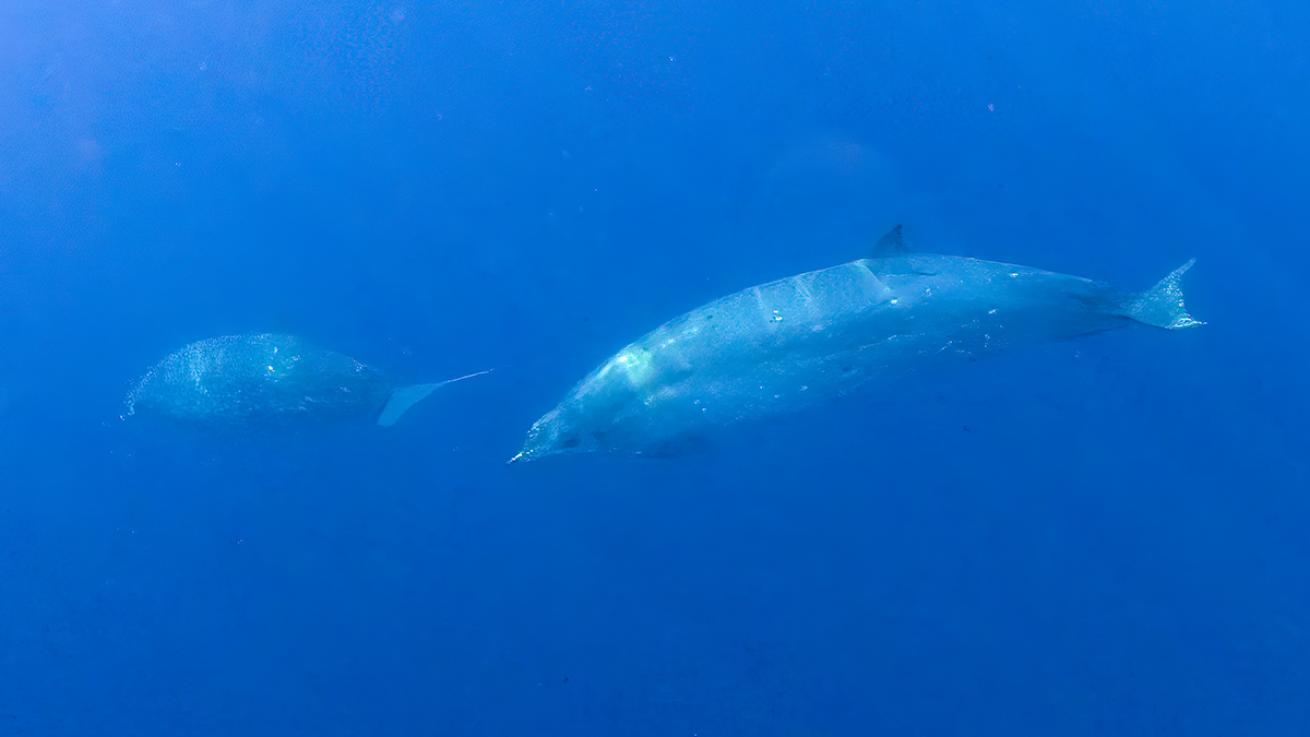 Possible new whale species