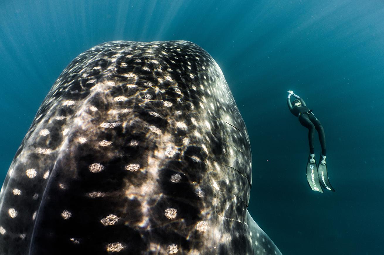 whale shark cressi galapagos