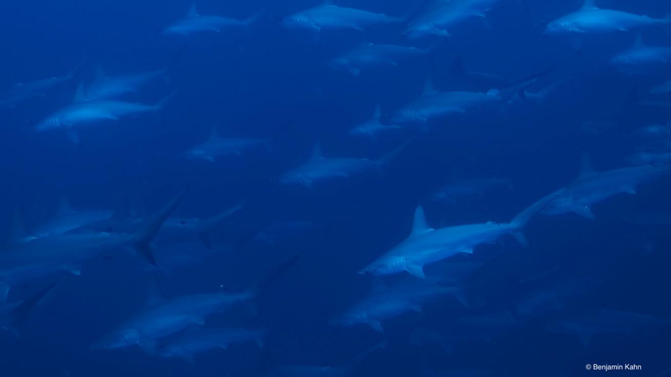 hammerheads Banda Sea