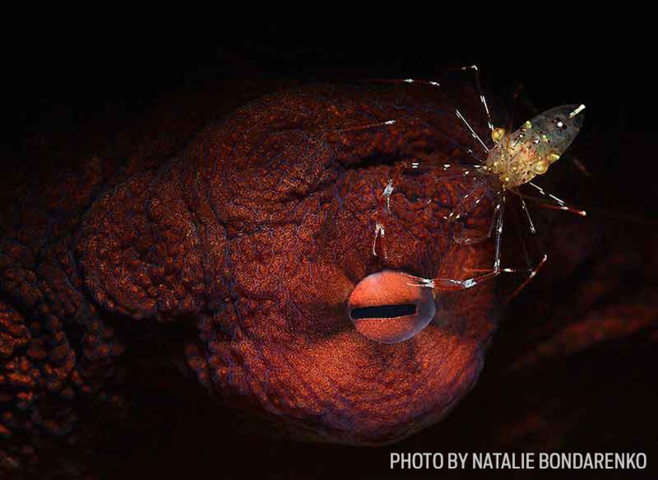 giant octopus photo