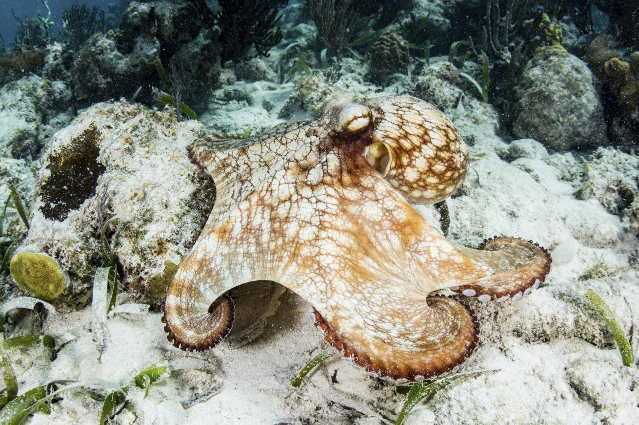 octopus scuba diving belize