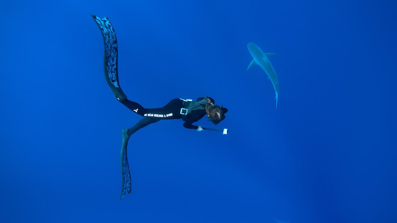 one ocean diving