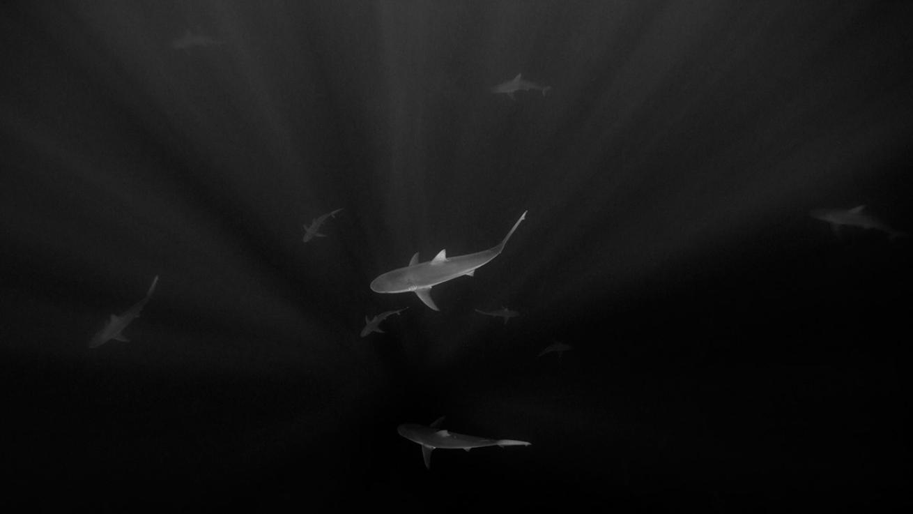 one ocean diving