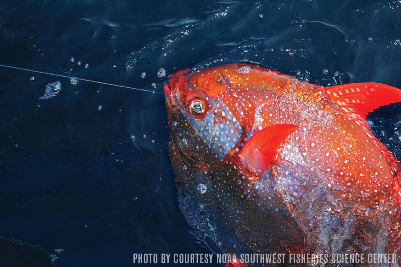 Opah fish warmblooded Hawaii