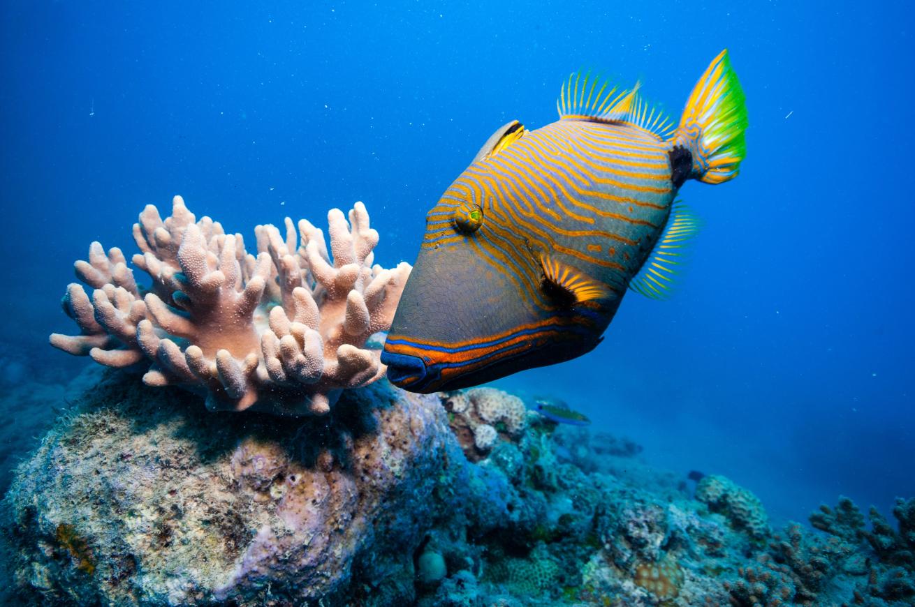 orange-lined triggerfish