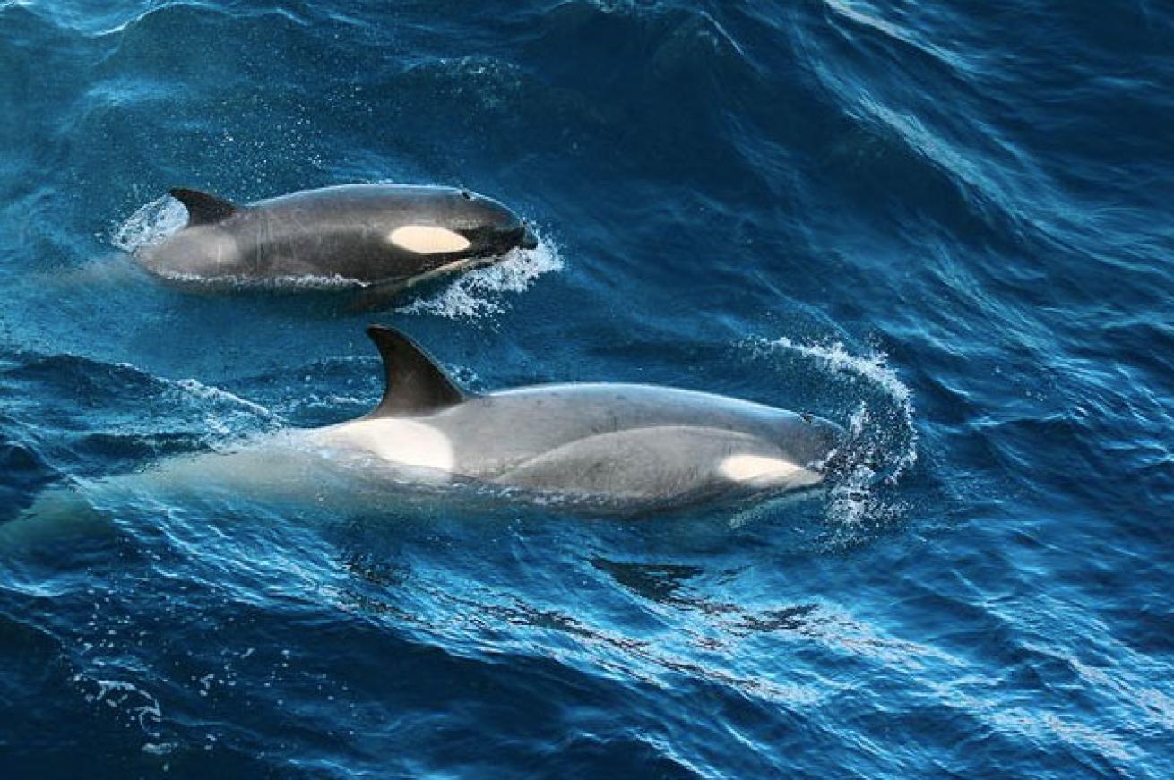 orca and her calf