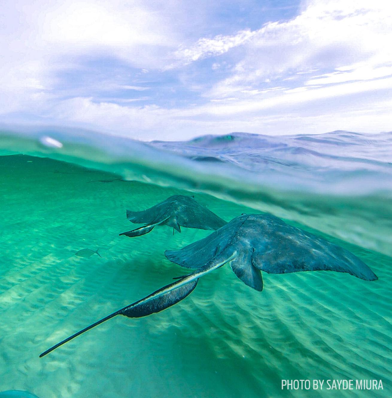 over under photo stingray