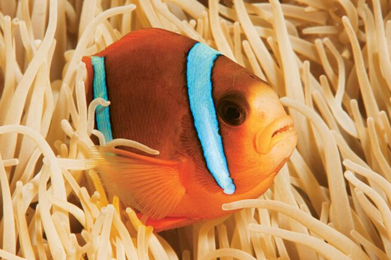 Nemo Found