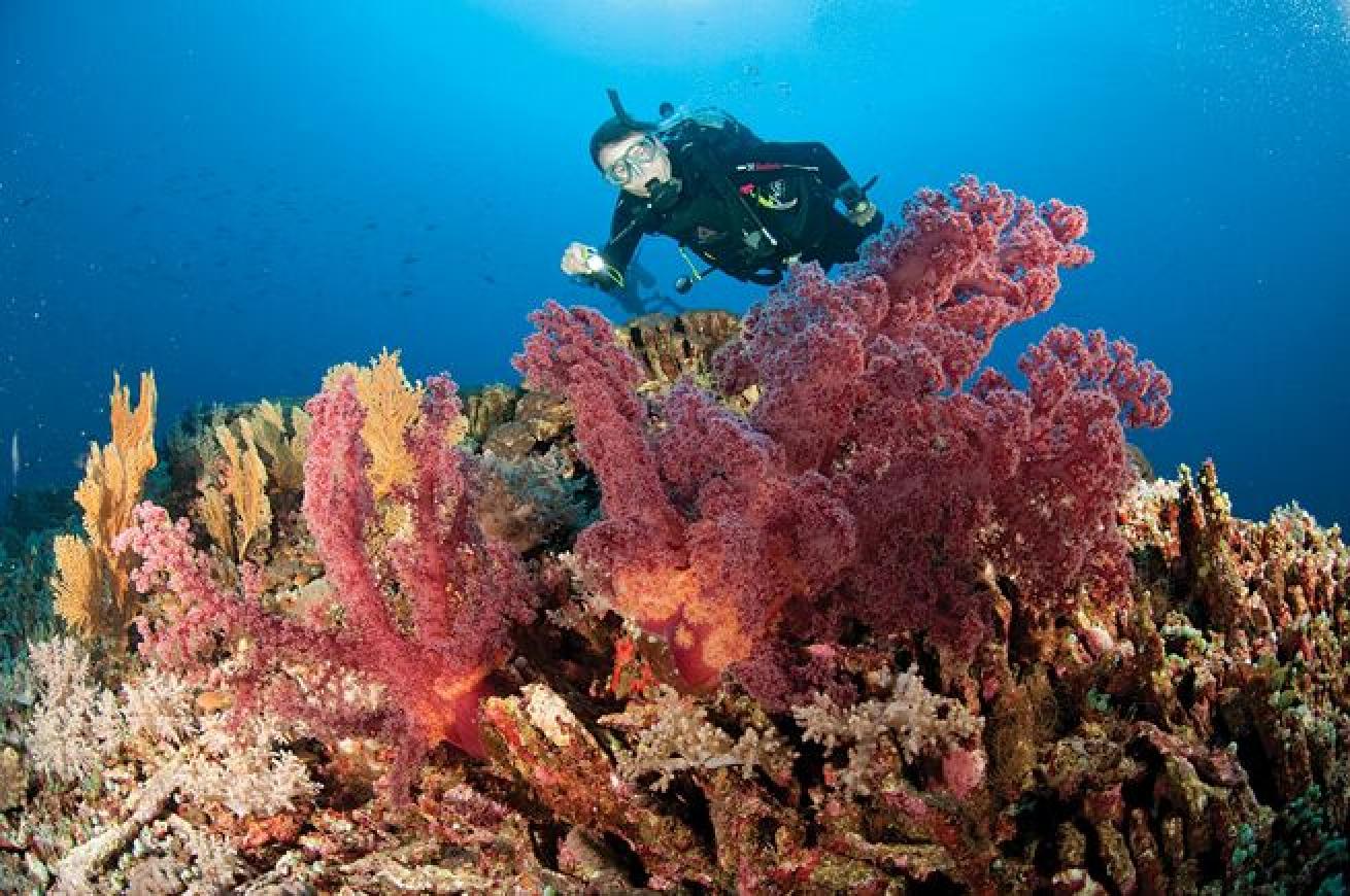 Cruising the coral