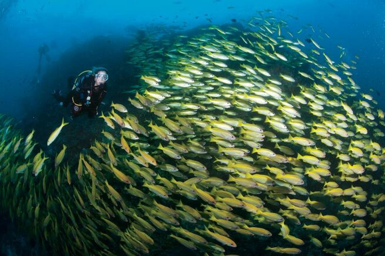 Schooling Around