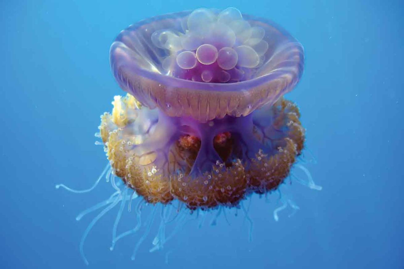PADI digital underwater photographer course
