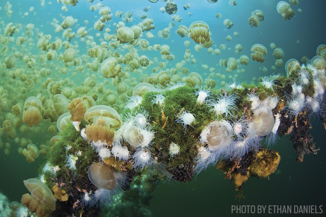jellyfish lake palau