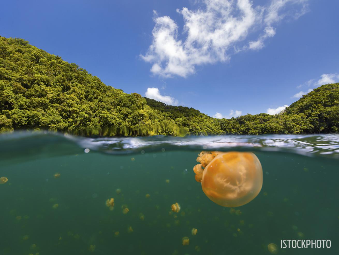 Jellyfish lake palau snorkeling