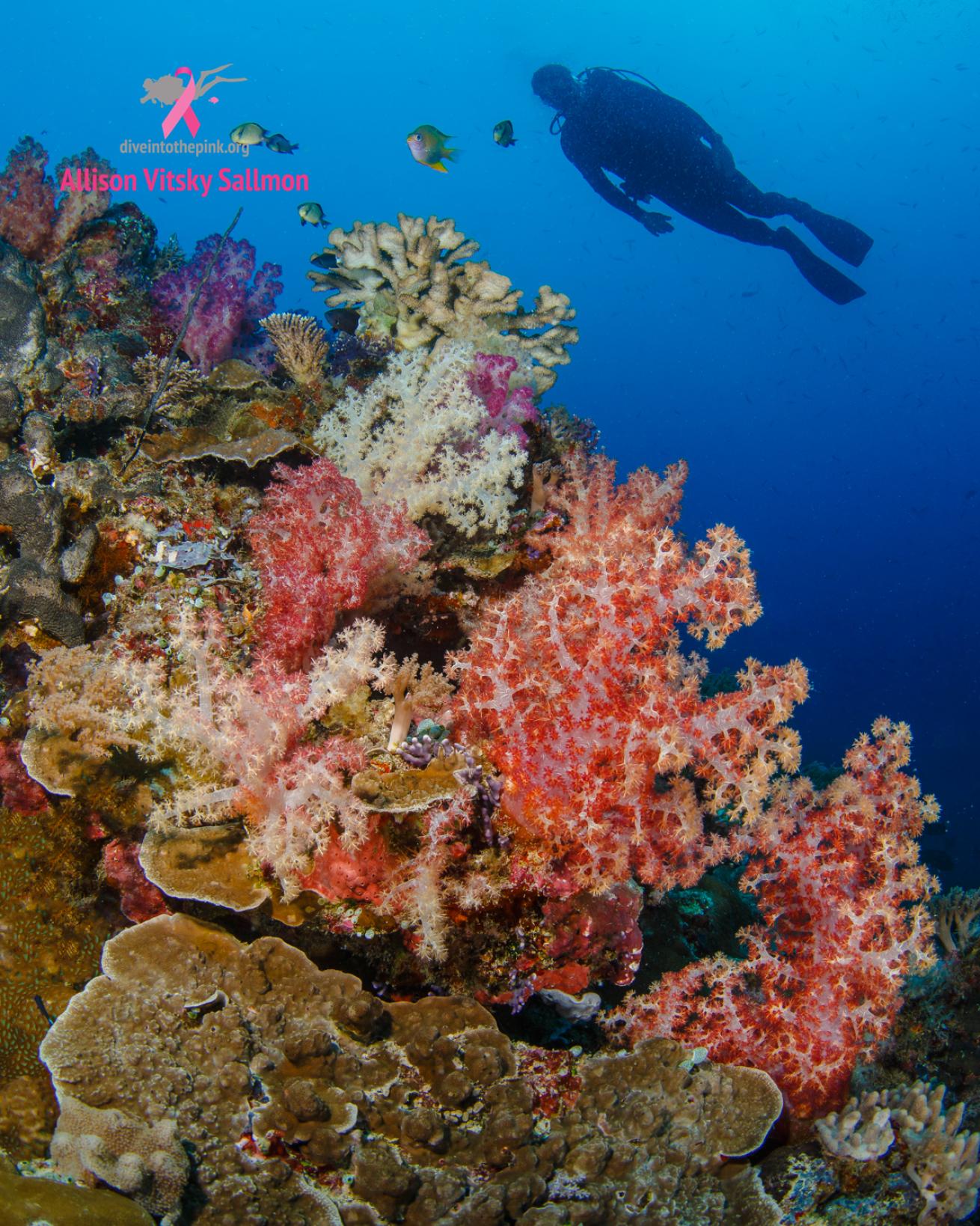 Palau coral reef