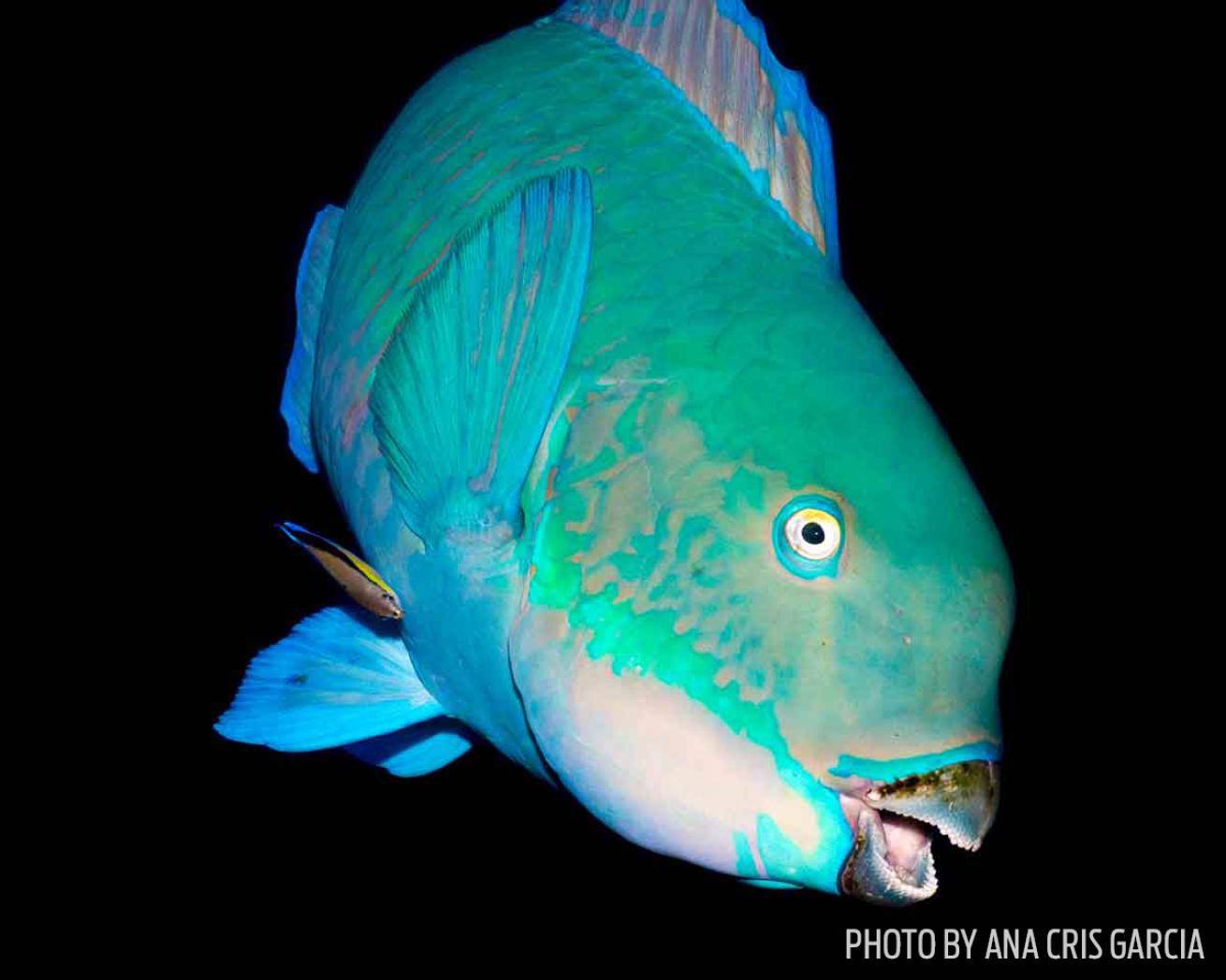 parrotfish eyes