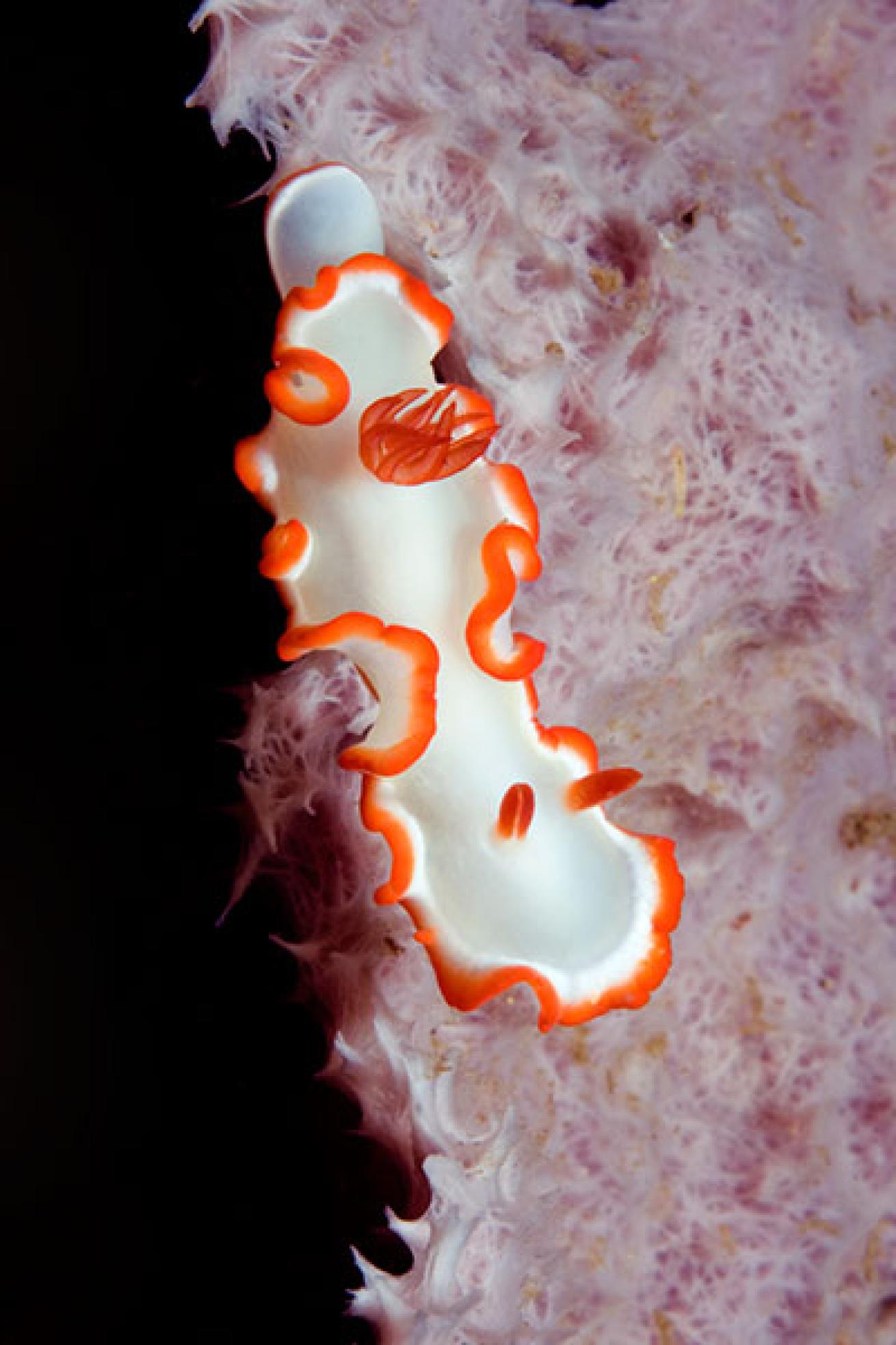 scuba diving Nudi Falls, Lembeh Strait, Indonesia