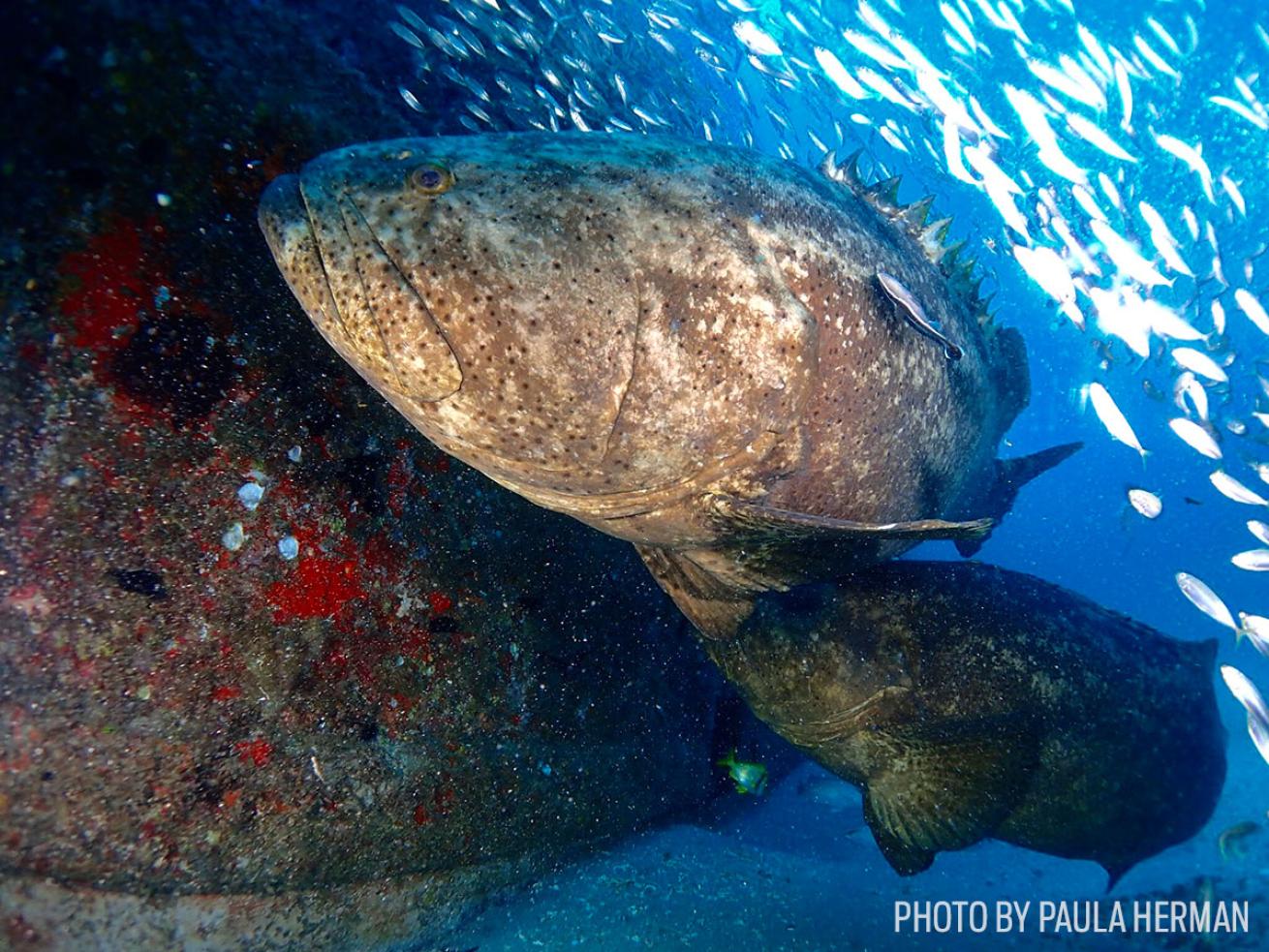 Goliath grouper Florida