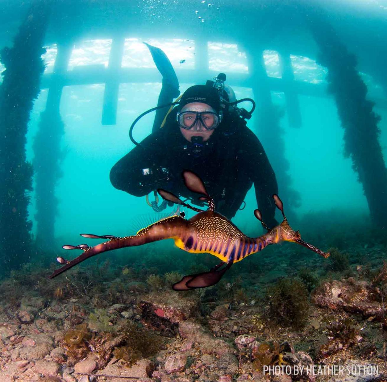 leafy seadragon australia
