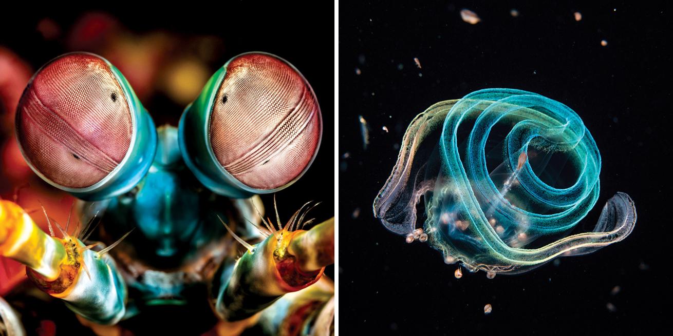 peacock mantis shrimp and Venus girdle comb jelly