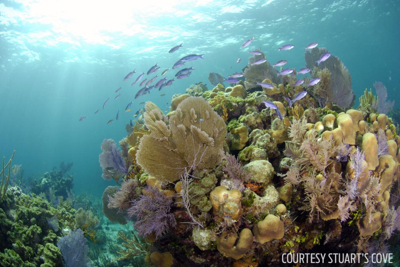 scuba diving new providence bahamas
