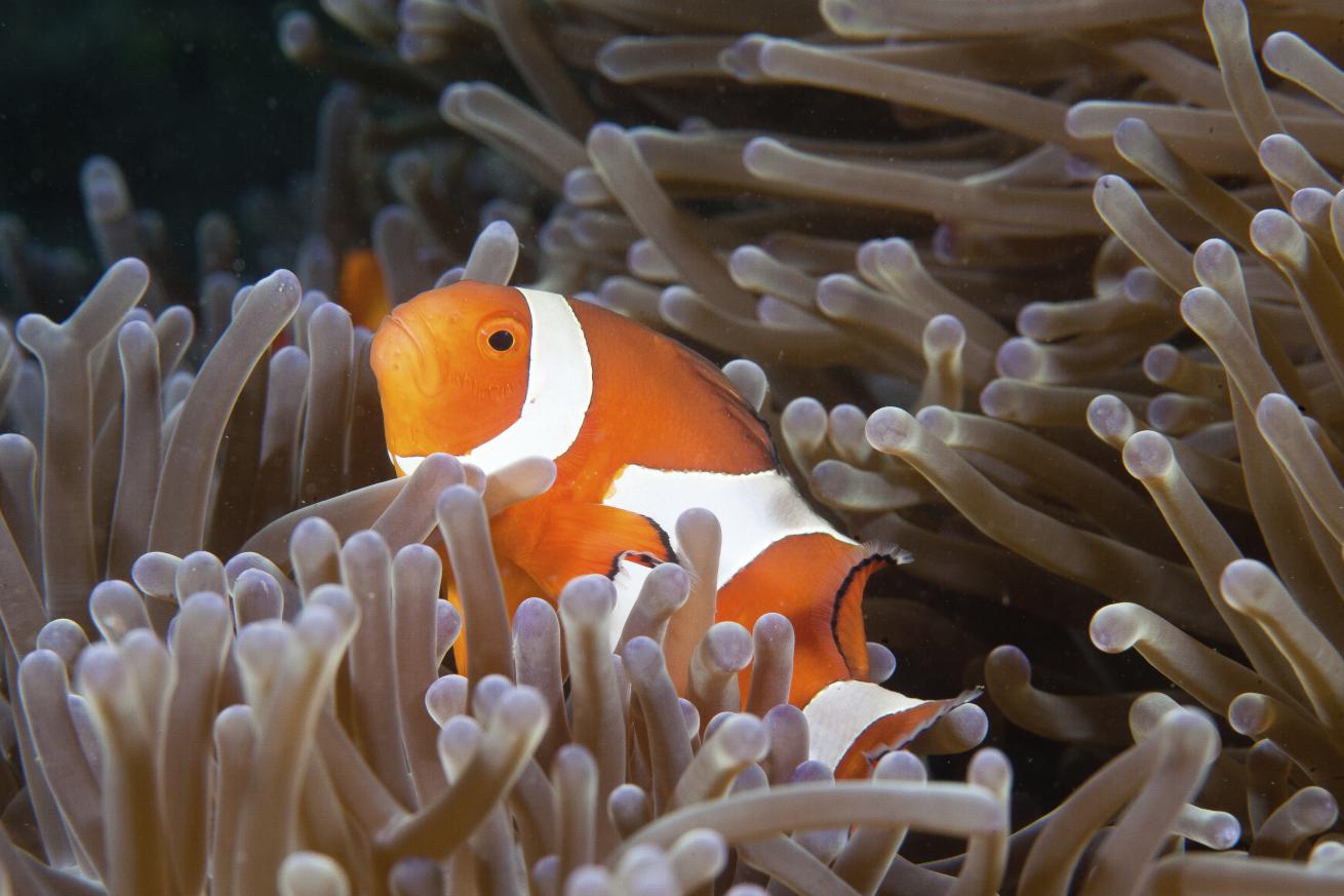 A clown fish swims in the Philippines