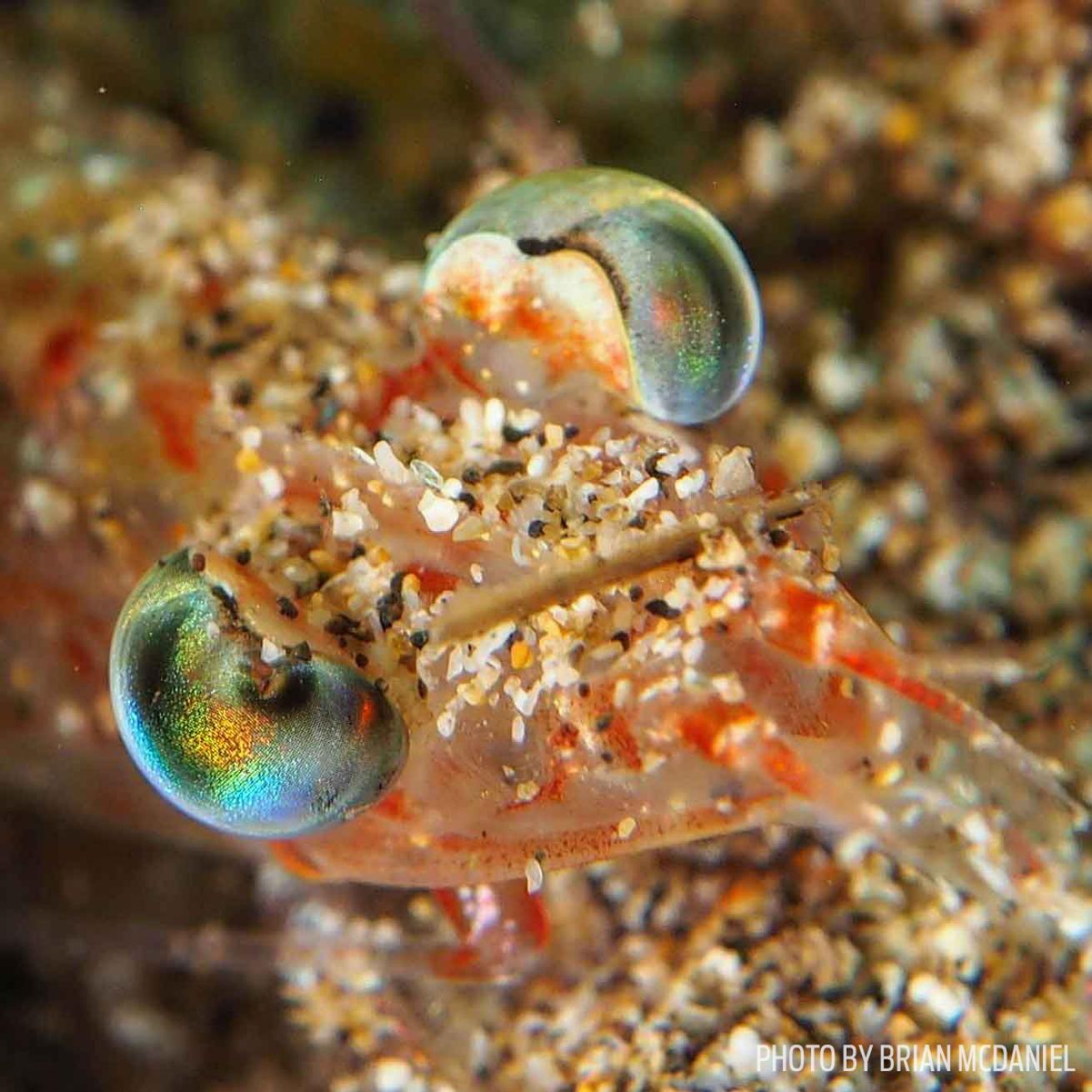 beaked shrimp hawaii