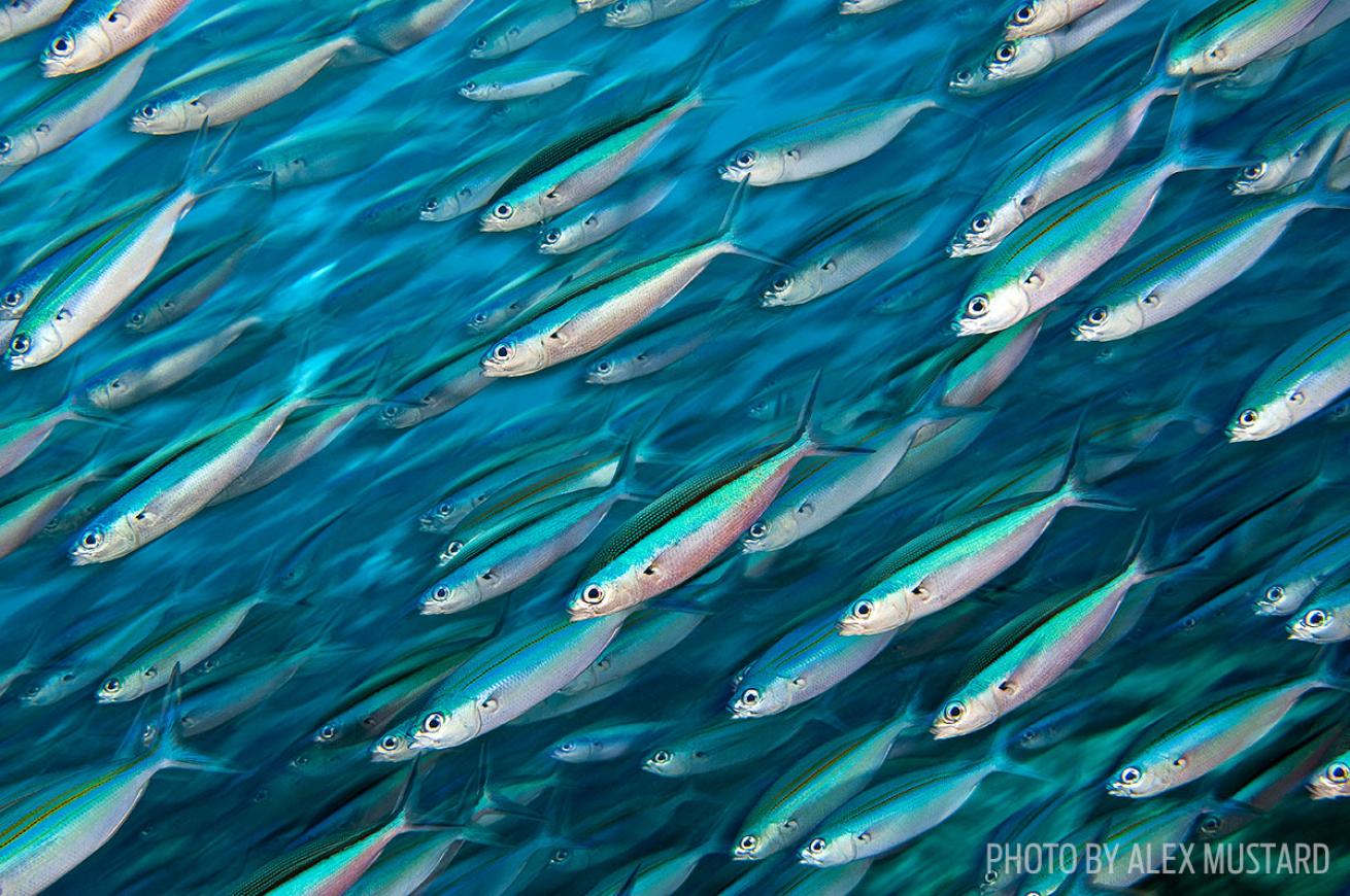 Scuba diving underwater photography tips