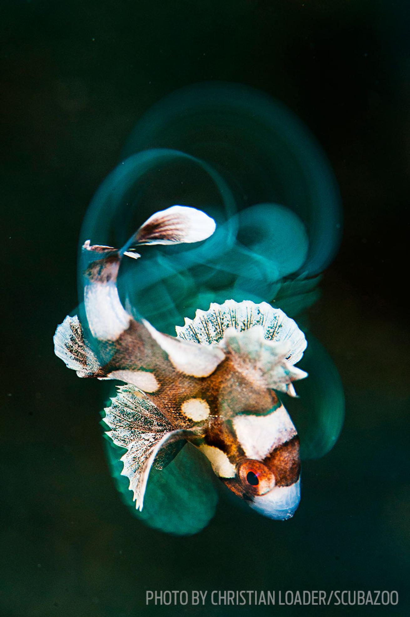 Scuba diving underwater photography tips