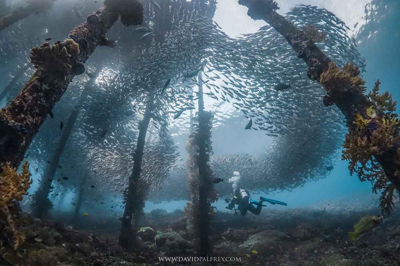raja ampat pier fish school