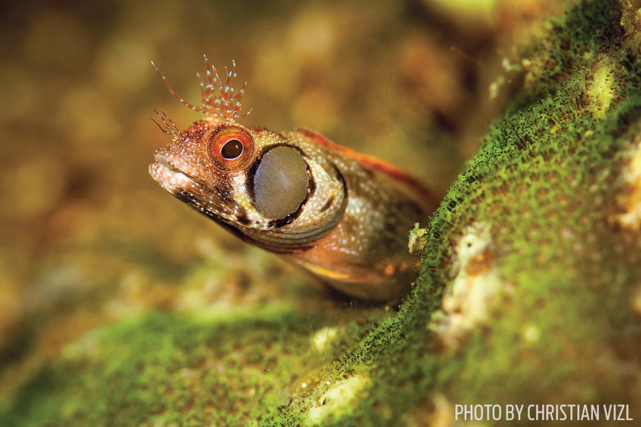 Brown-cheek blenny at Punta Rocosa