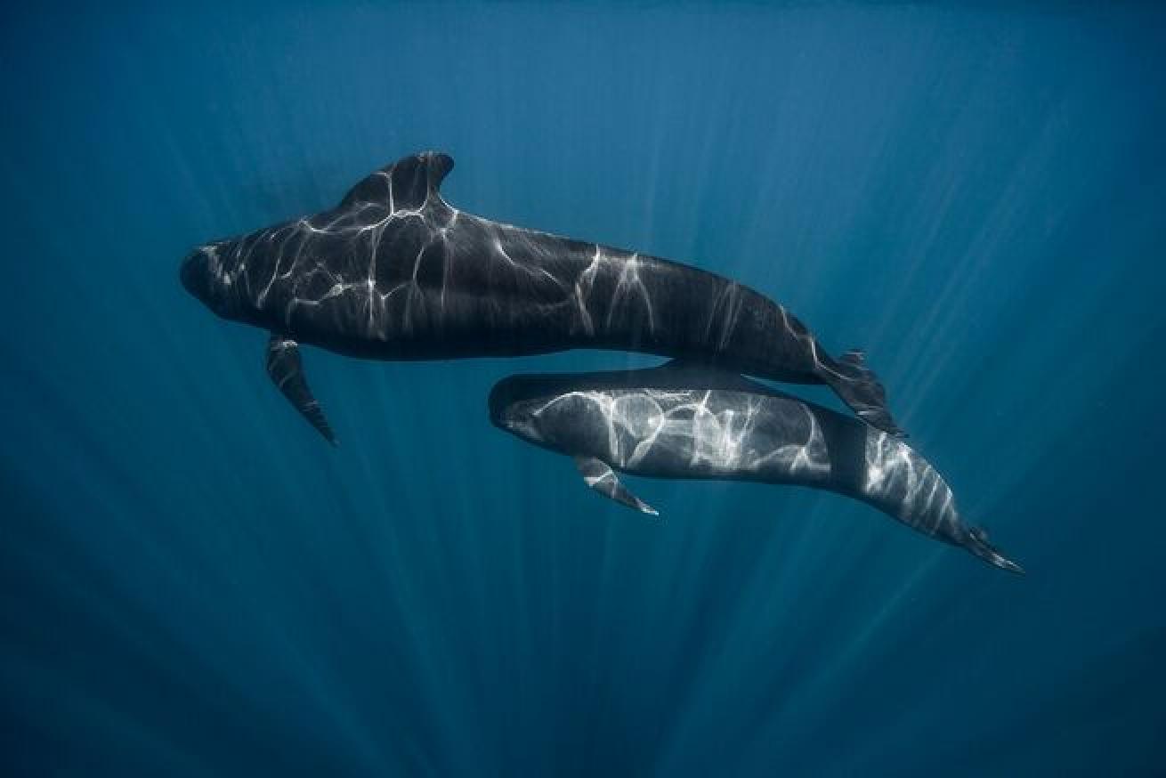 pilot whales
