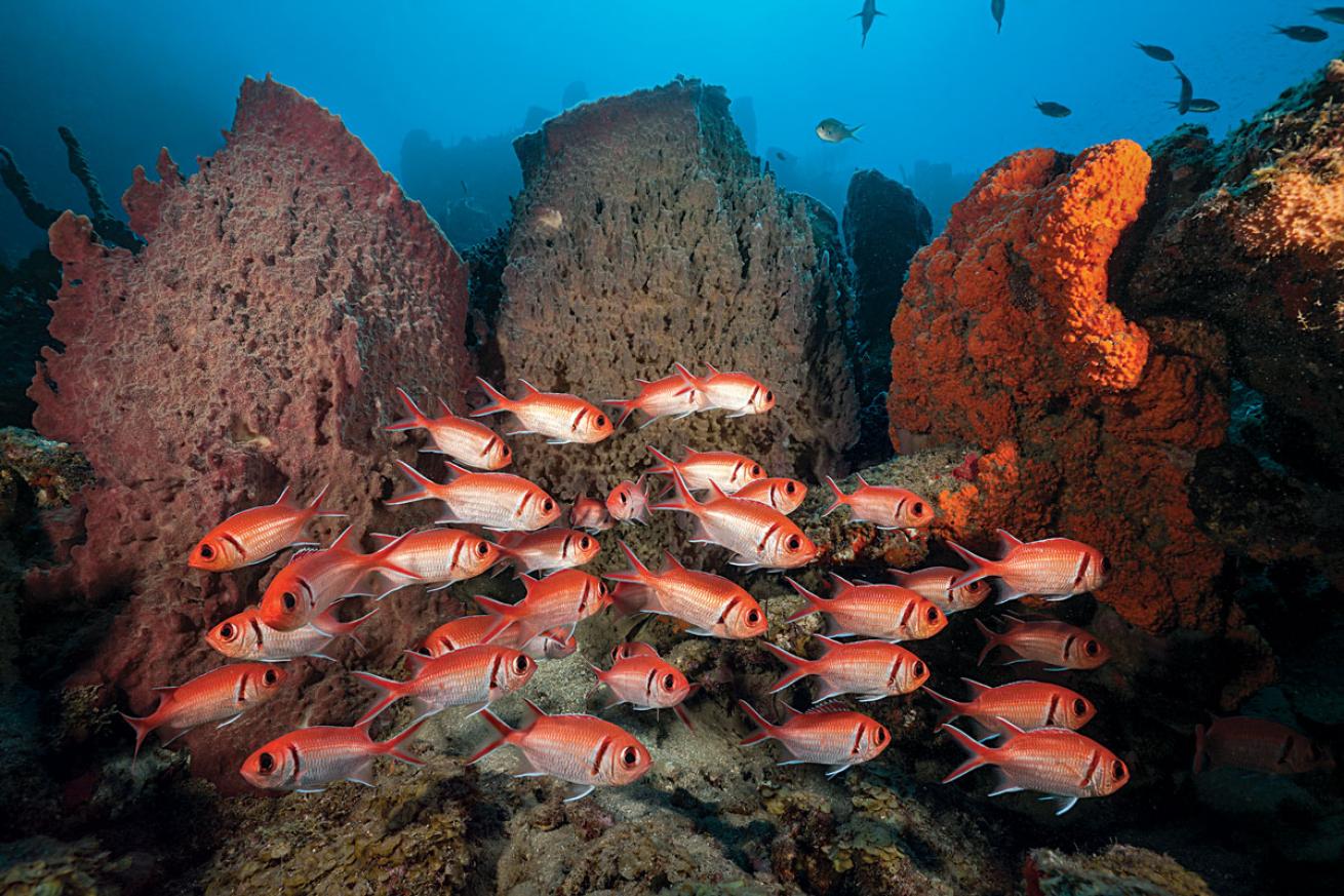 Soldierfish Underwater Dominica