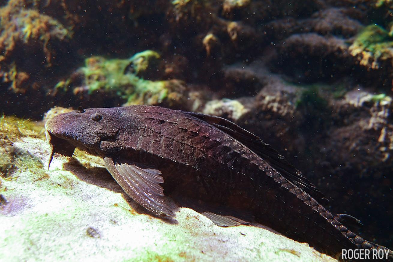 Freshwater fish scuba diving Florida SeaLife Cameras