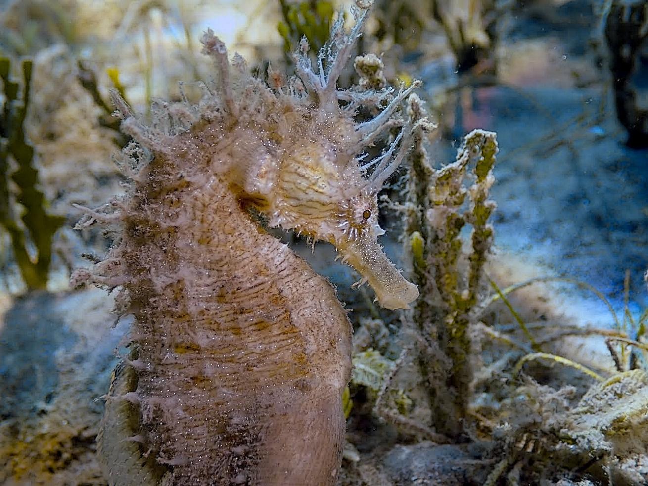 Seahorses can often be spotted holding onto blades of algae or seagrass with their tails for stabilization.