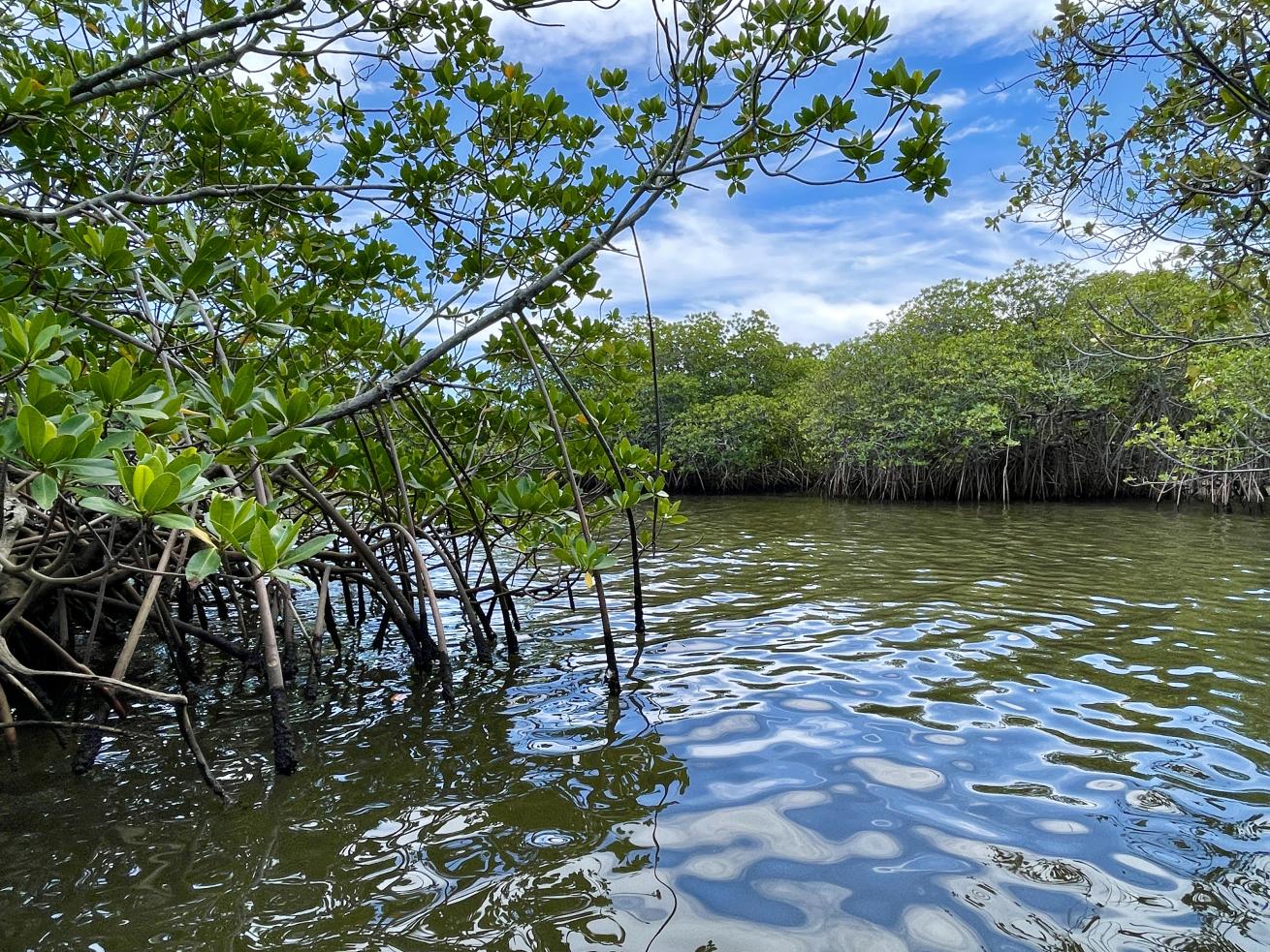 The red mangrove (Rhizopora mangle) has a dense tangle of roots and plays an important role in shoreline stabilization.