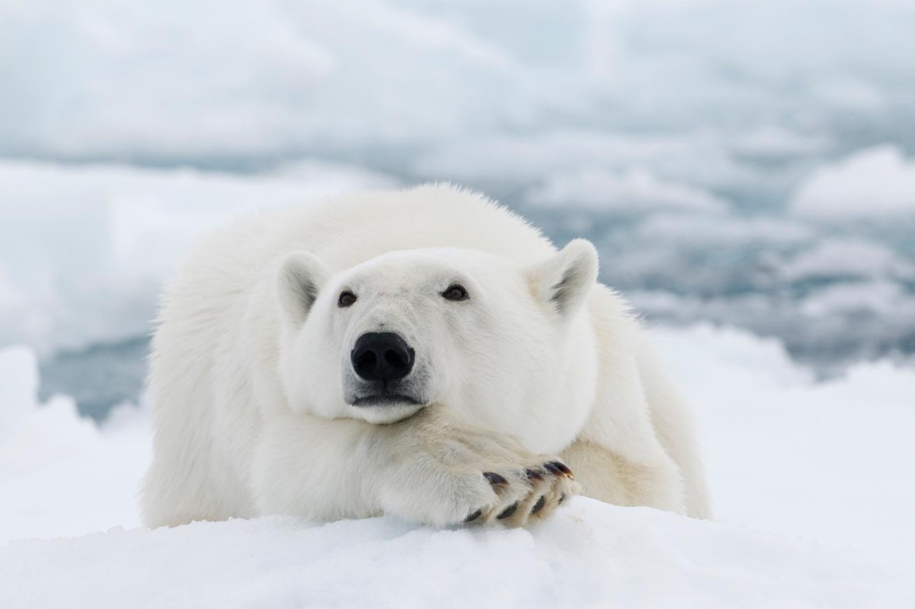 cute polar bear