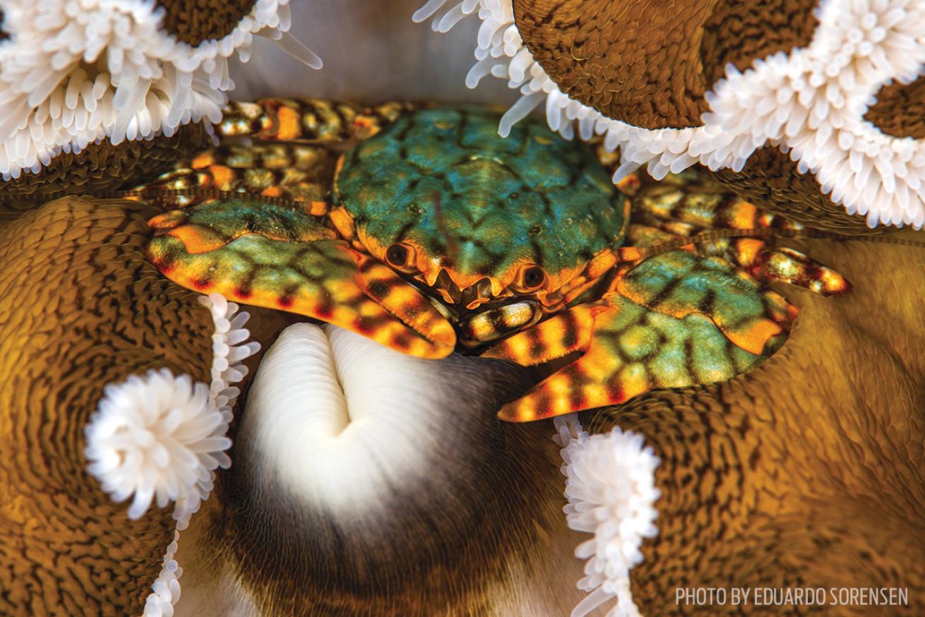 porcelain crab photo