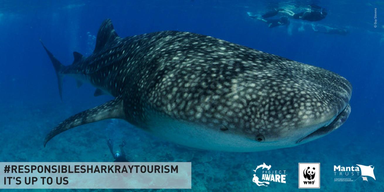 shark and ray tourism guidelines