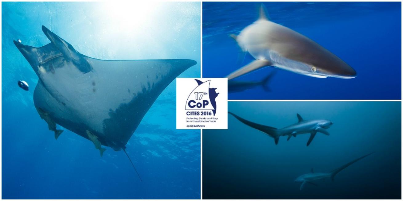 devil rays thresher sharks silky shark